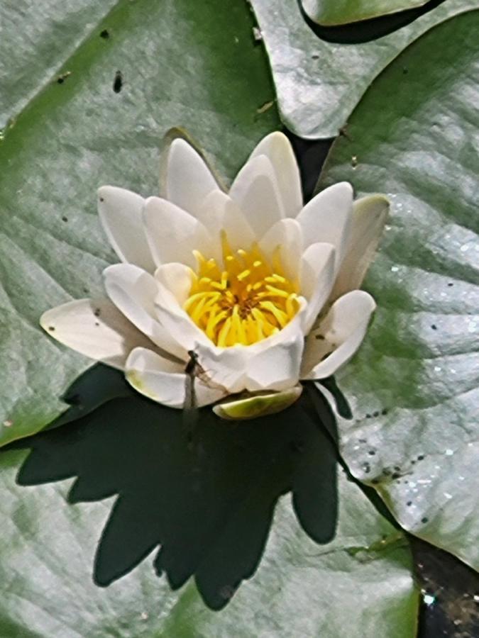 Dhamma-Retreat In Berlin Apartment ภายนอก รูปภาพ
